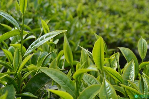 /Witty_Finance/get_goods_mes.do?goods_num=58